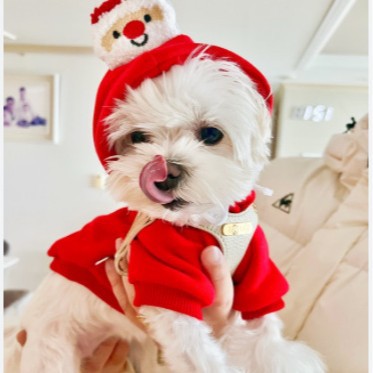 Cat Hoodie Autumn Winter Medium Dog Christmas Pet Supplies Clothing